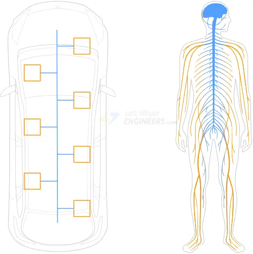 can bus nervous system analogy